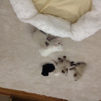 Scottish Fold, Kedi  Scotish fotoğrafı