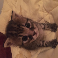 Tekir Kedi, Kedi  Fıstık fotoğrafı