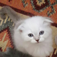 Scottish Fold, Kedi  müezza fotoğrafı