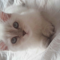 Scottish Fold, Kedi  müezza fotoğrafı