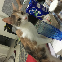 Tekir Kedi, Kedi  Hırcın fotoğrafı