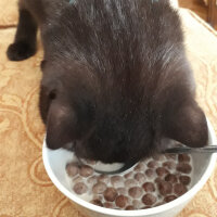 Scottish Fold, Kedi  Reis fotoğrafı