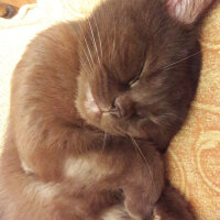 Scottish Fold, Kedi  Reis fotoğrafı