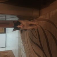 Tekir Kedi, Kedi  Boncuk fotoğrafı
