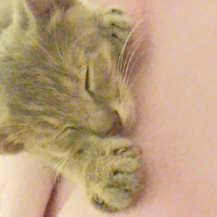 Tekir Kedi, Kedi  3 aylık bal köpüğü fotoğrafı