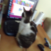 Tekir Kedi, Kedi  Cingöz fotoğrafı