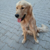 Golden Retriever, Köpek  dino fotoğrafı