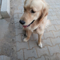 Golden Retriever, Köpek  dino fotoğrafı