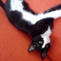 Tuxedo (Smokin) Kedi, Kedi  Zilli fotoğrafı