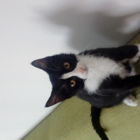 Tuxedo (Smokin) Kedi, Kedi  Zilli fotoğrafı