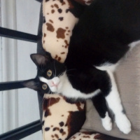 Tuxedo (Smokin) Kedi, Kedi  Zilli fotoğrafı