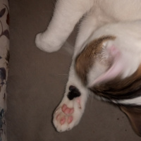 Tekir Kedi, Kedi  Zeytin fotoğrafı