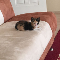 Tekir Kedi, Kedi  Poni fotoğrafı