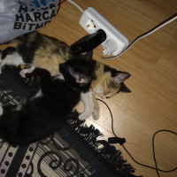 Tekir Kedi, Kedi  Poni fotoğrafı