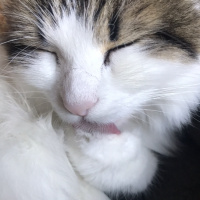 Tekir Kedi, Kedi  Lokum fotoğrafı