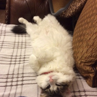 Tekir Kedi, Kedi  Lokum fotoğrafı