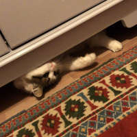 Tekir Kedi, Kedi  Lokum fotoğrafı