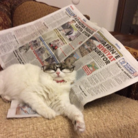 Tekir Kedi, Kedi  Lokum fotoğrafı