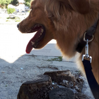 Golden Retriever, Köpek  Tarçın fotoğrafı