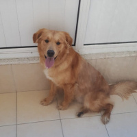 Golden Retriever, Köpek  Tarçın fotoğrafı