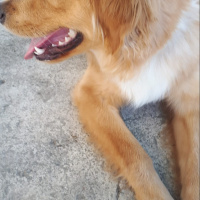 Golden Retriever, Köpek  Tarçın fotoğrafı