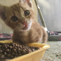 Tekir Kedi, Kedi  Vicdan fotoğrafı