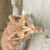 Tekir Kedi, Kedi  Vicdan fotoğrafı