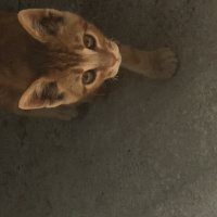 Tekir Kedi, Kedi  Vicdan fotoğrafı