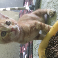 Tekir Kedi, Kedi  Vicdan fotoğrafı