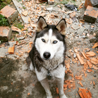 Sibirya Kurdu (Husky), Köpek  Ice fotoğrafı