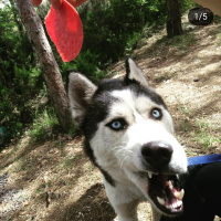 Sibirya Kurdu (Husky), Köpek  Ice fotoğrafı