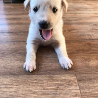 Golden Retriever, Köpek  White fotoğrafı