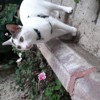 Tekir Kedi, Kedi  Sıtkı fotoğrafı