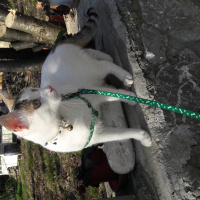 Tekir Kedi, Kedi  Sıtkı fotoğrafı