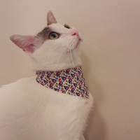 Tekir Kedi, Kedi  Sıtkı fotoğrafı