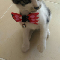 Tekir Kedi, Kedi  Chappie fotoğrafı