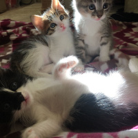 Tekir Kedi, Kedi  Boncuk fotoğrafı