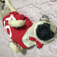 Pug, Köpek  Rio fotoğrafı