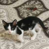 Tuxedo (Smokin) Kedi, Kedi  atahan fotoğrafı