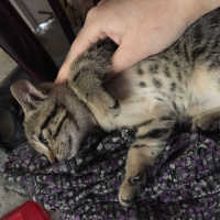 Tekir Kedi, Kedi  Minik fotoğrafı