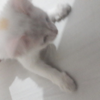 Van Kedisi, Kedi  Boncuk fotoğrafı