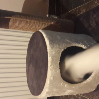 Van Kedisi, Kedi  Boncuk fotoğrafı