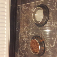 Van Kedisi, Kedi  Boncuk fotoğrafı