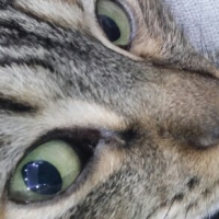 Tekir Kedi, Kedi  tüylü fotoğrafı