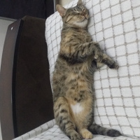 Tekir Kedi, Kedi  tüylü fotoğrafı