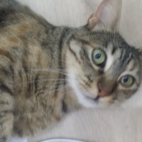 Tekir Kedi, Kedi  tüylü fotoğrafı