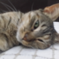 Tekir Kedi, Kedi  tüylü fotoğrafı