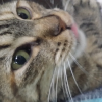 Tekir Kedi, Kedi  tüylü fotoğrafı