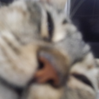 Tekir Kedi, Kedi  tüylü fotoğrafı