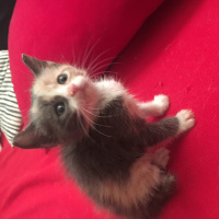 Tekir Kedi, Kedi  Vanilya fotoğrafı